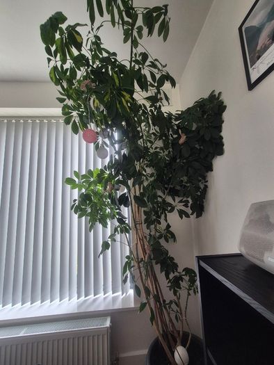 Plant