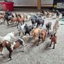 Schleich Horses Image 4