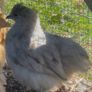 silkie cross pullets x3 Image 2