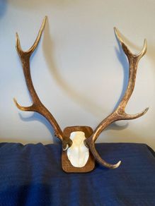 deer