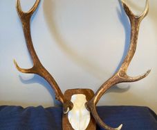 deer