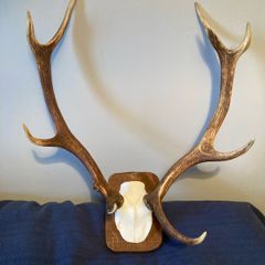 deer