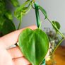 plant Image 3
