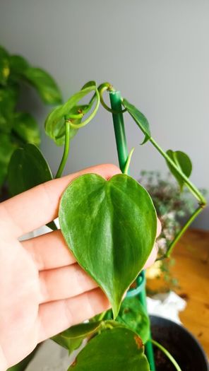 plant