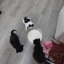Kittens Looking Loving Home Image 4