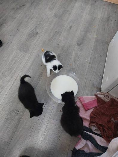 Kittens Looking Loving Home
