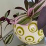 Trailing plants. Image 5