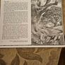 29 ink drawings of various tree species by artist S. R. Badmin. It's in binder form with 29 description of each of the  trees. See photos for same. Image 6