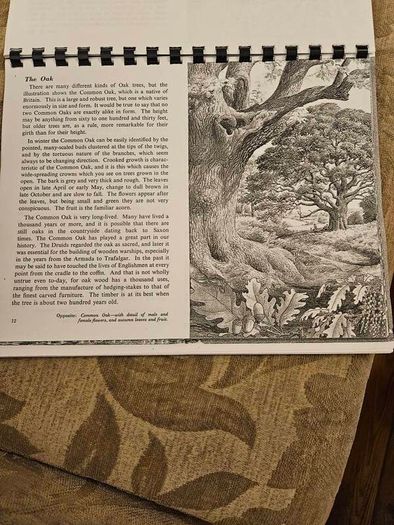 29 ink drawings of various tree species by artist S. R. Badmin. It's in binder form with 29 description of each of the  trees. See photos for same.