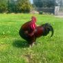 NO LONGER AVAILABLE- Rooster - Free to a good home Image 2
