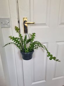 Fishbone cactus in hanging pot
