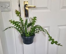 Fishbone cactus in hanging pot