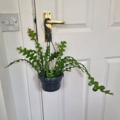 Fishbone cactus in hanging pot