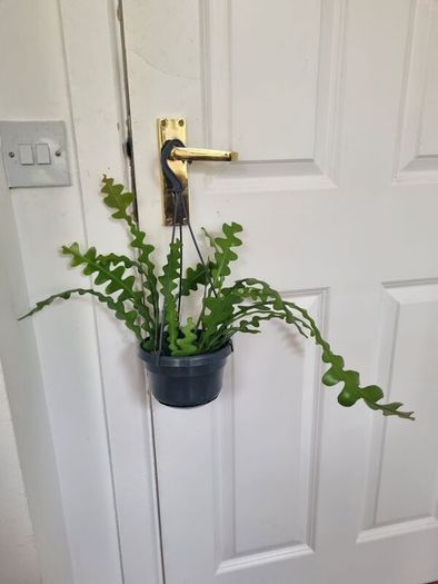 Fishbone cactus in hanging pot