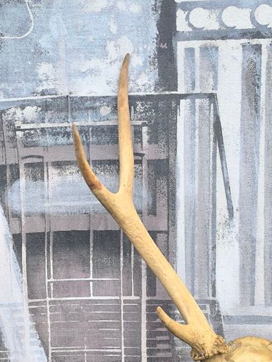 Vintage Red Deer Skull