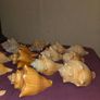 Sea Shell Collection Image 2