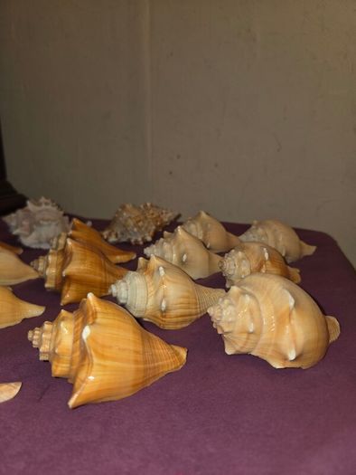 Sea Shell Collection