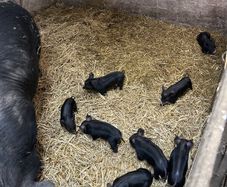 Pigs