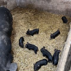 Pigs