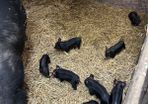 Pigs