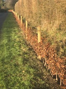 Hedge planting