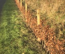 Hedge planting