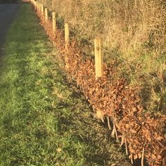 Hedge planting