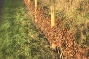 Beech hedge plants