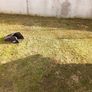 lawn mowing service Image 6