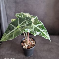 Alocasia bambino aurea variegata - healthy plant