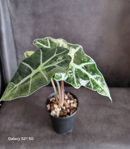 Alocasia bambino aurea variegata - healthy plant
