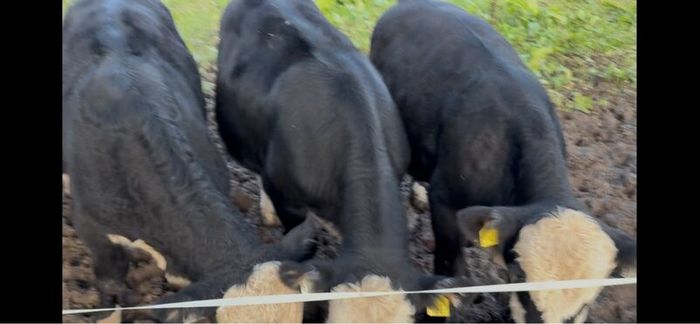 8 Bulls for sale
