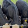 8 Bulls for sale Image 6