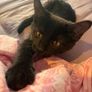 Black smoke kitten Image 2
