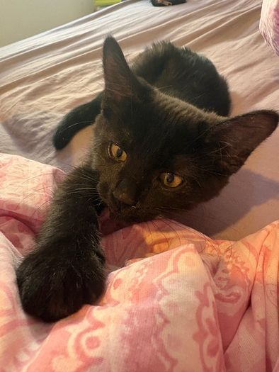 Black smoke kitten