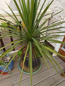 Cordyline