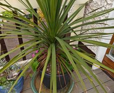 Cordyline