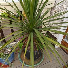 Cordyline