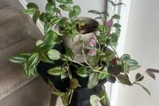 tradescantia zebrina