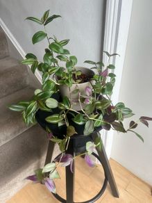 tradescantia zebrina