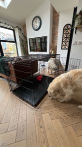 Large Dog Cage