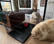 Large Dog Cage