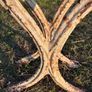 Victorian cast iron bench ends Image 8