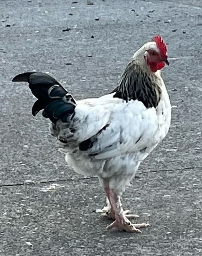 Light Sussex Hybrid Cockerel