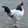 Light Sussex Hybrid Cockerel Image 5