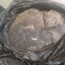 Job lot of vintage horsehair and natural upholstery stuffing weighing approximately 35KG Image 9