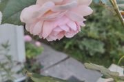 Rose plant