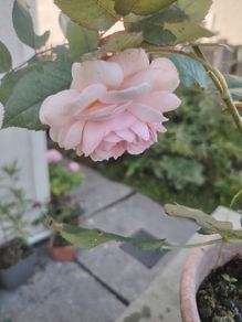 Rose plant