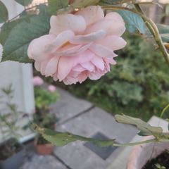 Rose plant