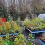 Evergreen Shrubs and perennials 2euro Image 2